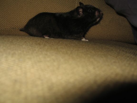 Enjoying X-mas with my hamster Lucy on the couch...