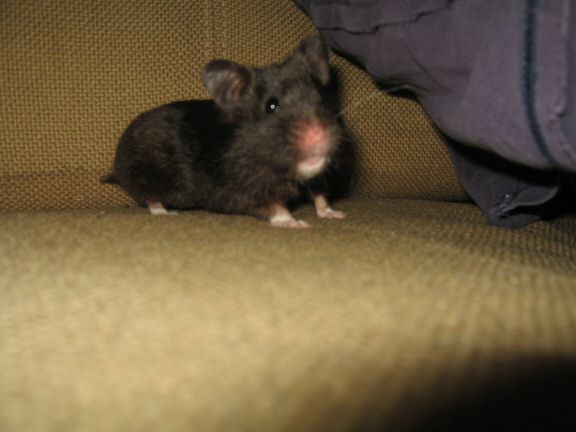 Enjoying X-mas with my hamster Lucy on the couch...