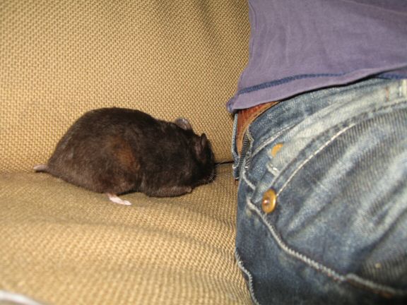 Enjoying X-mas with my hamster Lucy on the couch...