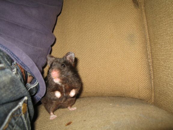 Enjoying X-mas with my hamster Lucy on the couch...