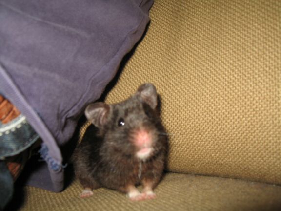 Enjoying X-mas with my hamster Lucy on the couch...
