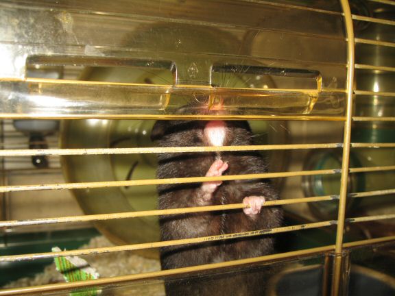 My hamster Lucy wants to get out of her cage more...
