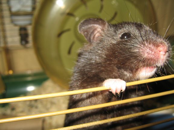 My hamster Lucy wants to get out of her cage more...