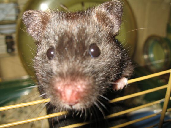 My hamster Lucy wants to get out of her cage more...