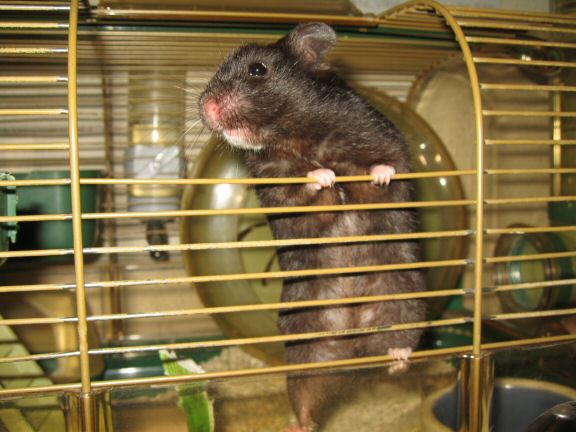 My hamster Lucy wants to get out of her cage more...