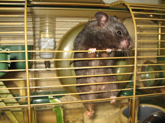 My hamster Lucy wants to get out of her cage more...