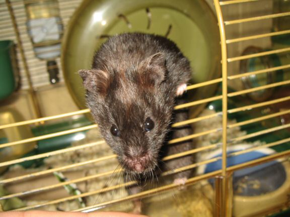 My hamster Lucy wants to get out of her cage more...