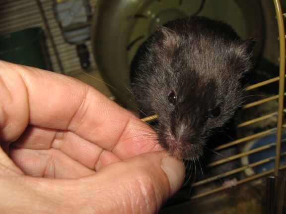 My hamster Lucy wants to get out of her cage more...
