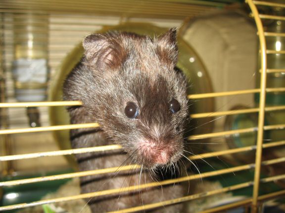 My hamster Lucy wants to get out of her cage more...
