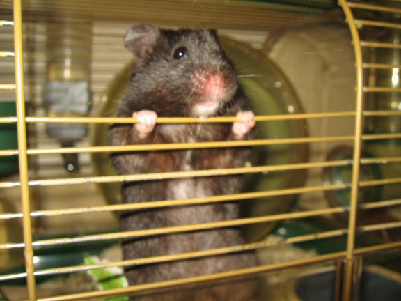 My hamster Lucy wants to get out of her cage more...