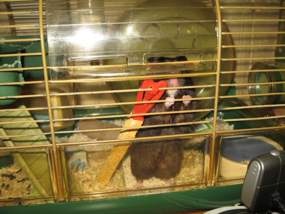 Pine-Seeds for my hamster Lucy