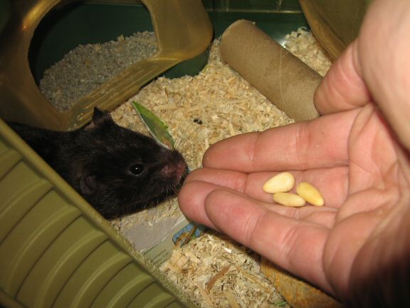 Pine-Seeds for my hamster Lucy