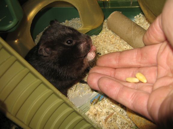 Pine-Seeds for my hamster Lucy