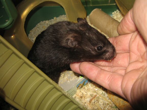 Pine-Seeds for my hamster Lucy