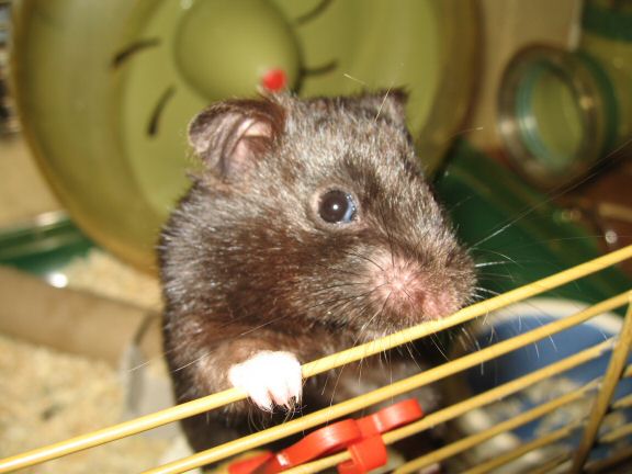 'Hey Dude' interpertation by my hamster Lucy