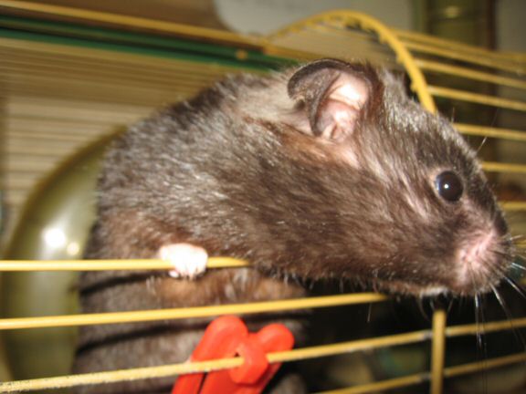 'Hey Dude' interpertation by my hamster Lucy