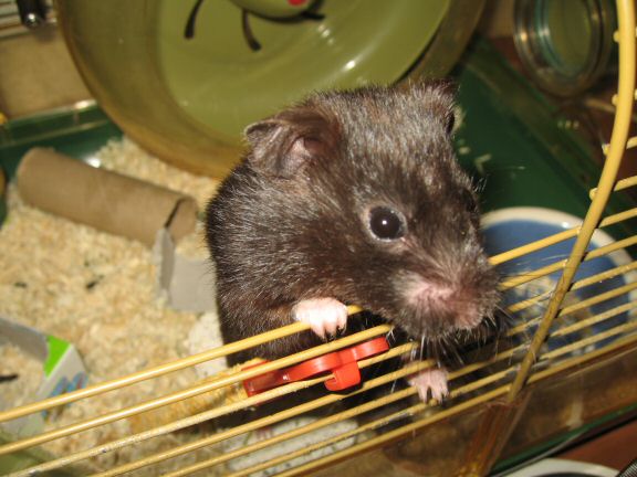 'Hey Dude' interpertation by my hamster Lucy