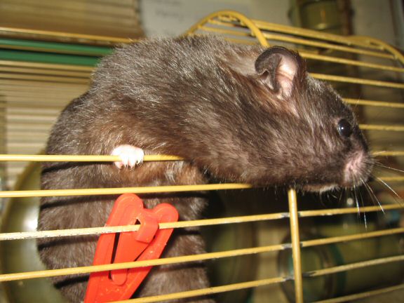 'Hey Dude' interpertation by my hamster Lucy