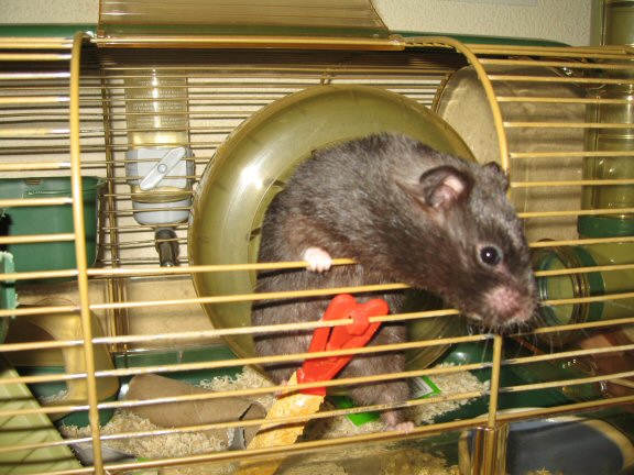 'Hey Dude' interpertation by my hamster Lucy