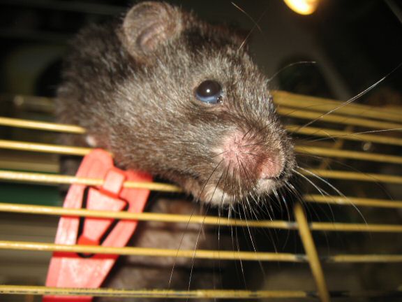 'Hey Dude' interpertation by my hamster Lucy