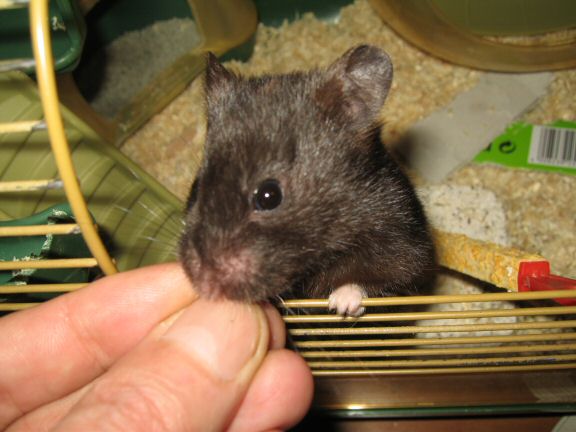 'My (semi-) poetic hamster Lucy