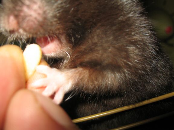 'My (semi-) poetic hamster Lucy