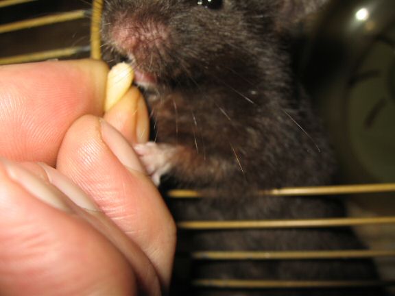 'My (semi-) poetic hamster Lucy