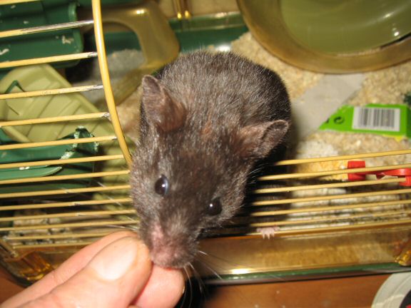 'My (semi-) poetic hamster Lucy