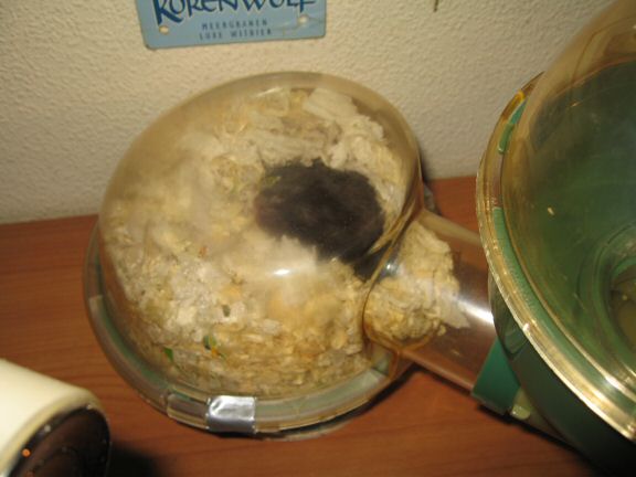 The not so glamorous but enjoyfull, behind the scenes at HamsterTracker.com