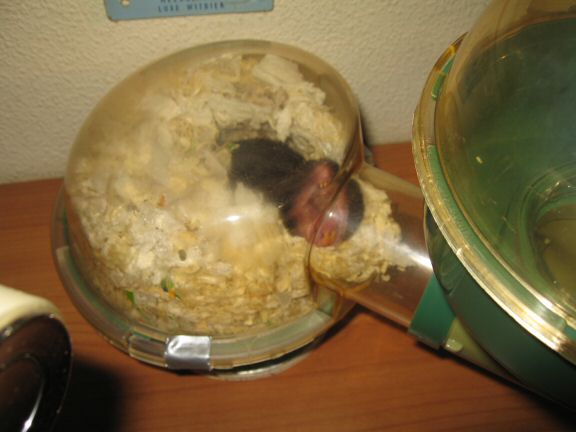 The not so glamorous but enjoyfull, behind the scenes at HamsterTracker.com