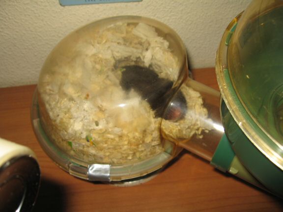 The not so glamorous but enjoyfull, behind the scenes at HamsterTracker.com