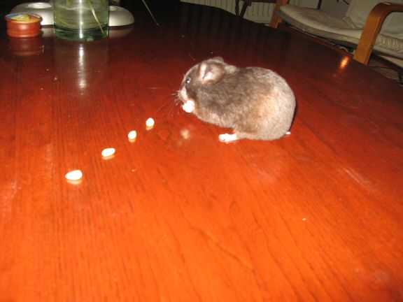 My hamster Lucy; her first time on the coffee-table!