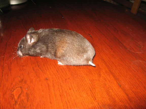 My hamster Lucy; her first time on the coffee-table!