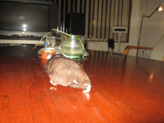 My hamster Lucy; her first time on the coffee-table!