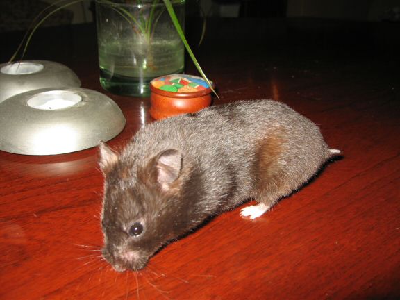 My hamster Lucy; her first time on the coffee-table!