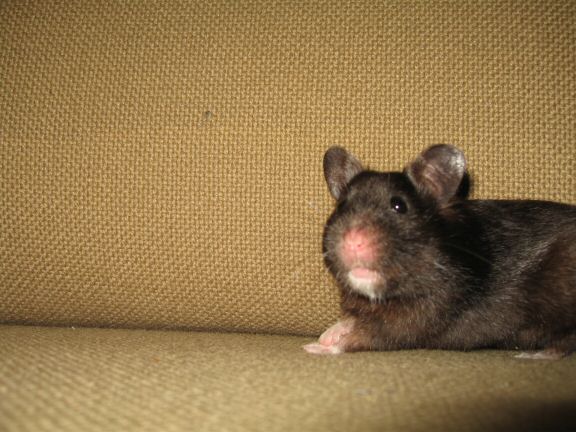 My hamster Lucy's investments...