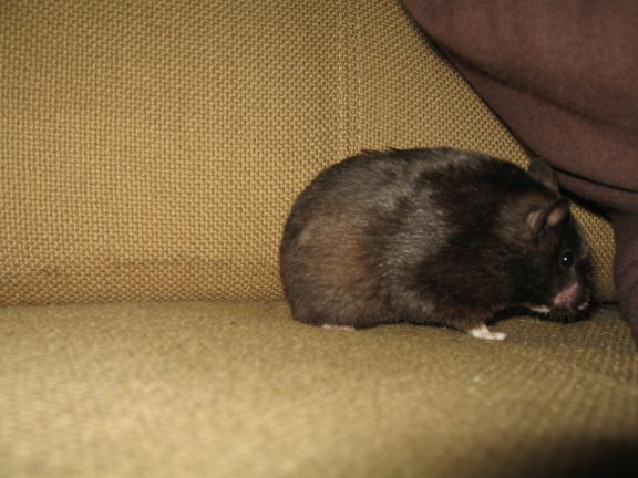 My hamster Lucy's investments...