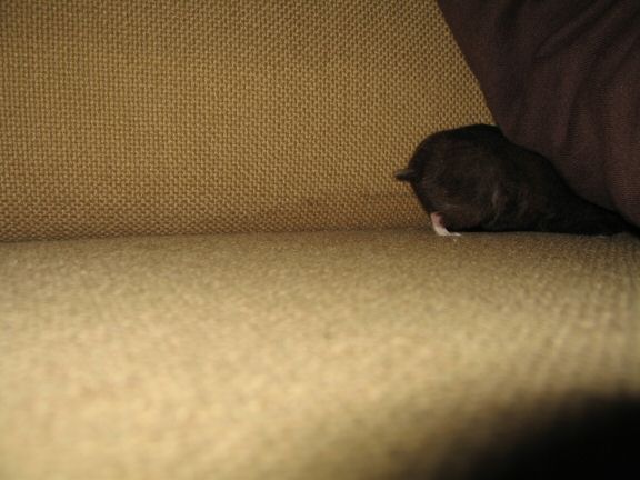 My hamster Lucy's investments...