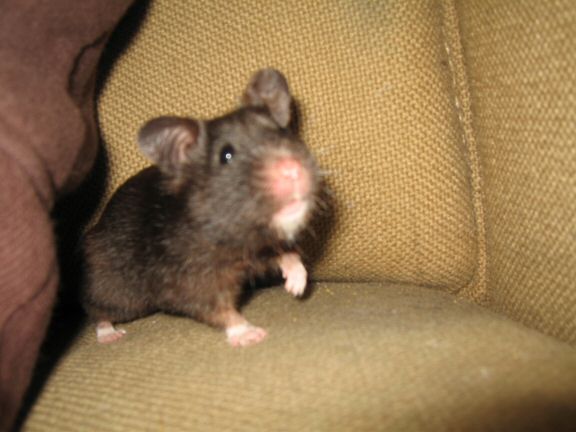 My hamster Lucy's investments...