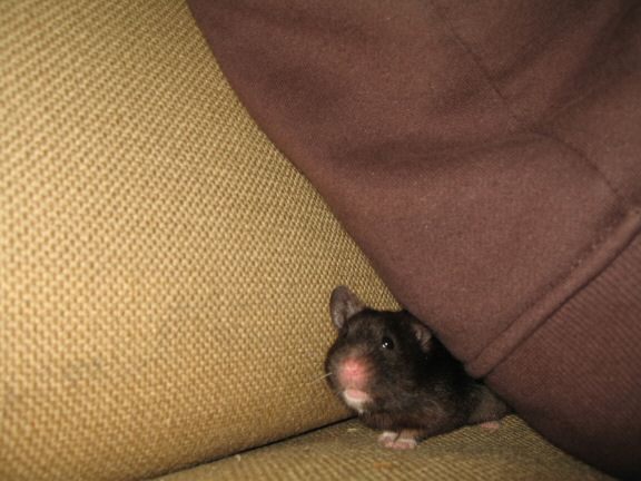 My hamster Lucy's investments...