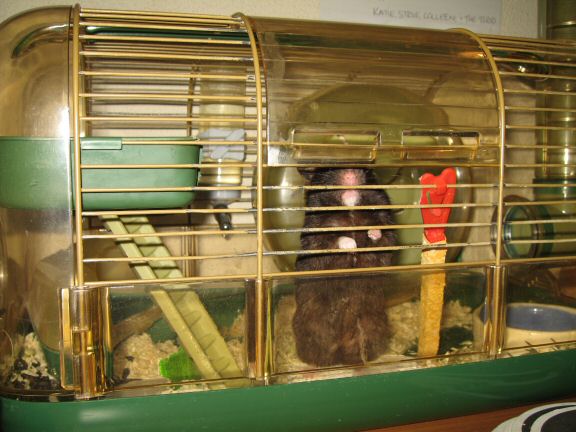 Another moment with my hamster Lucy on the couch.