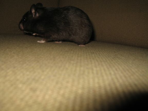 Another moment with my hamster Lucy on the couch.
