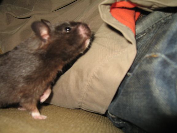 Another moment with my hamster Lucy on the couch.