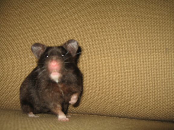 Another moment with my hamster Lucy on the couch.