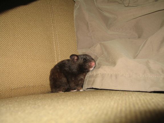 Another moment with my hamster Lucy on the couch.