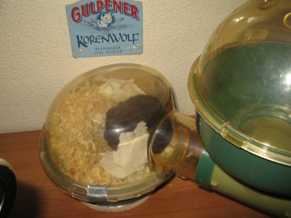 The  Glamorous life at HamsterTracker™ with my hamster Lucy.