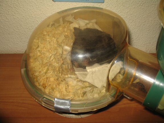 The  Glamorous life at HamsterTracker™ with my hamster Lucy.