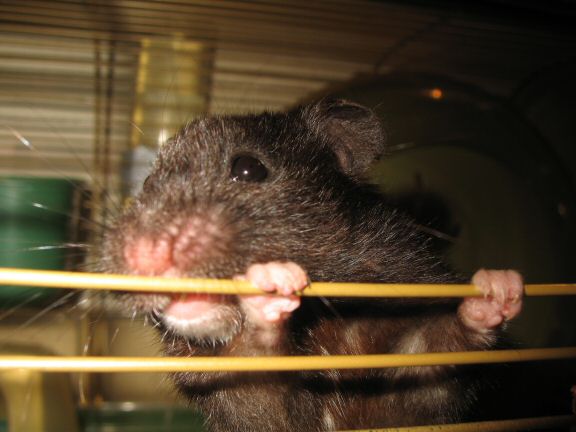 Water Consumption-Issues with my hamster Lucy.