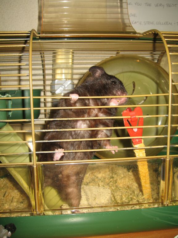 Water Consumption-Issues with my hamster Lucy.