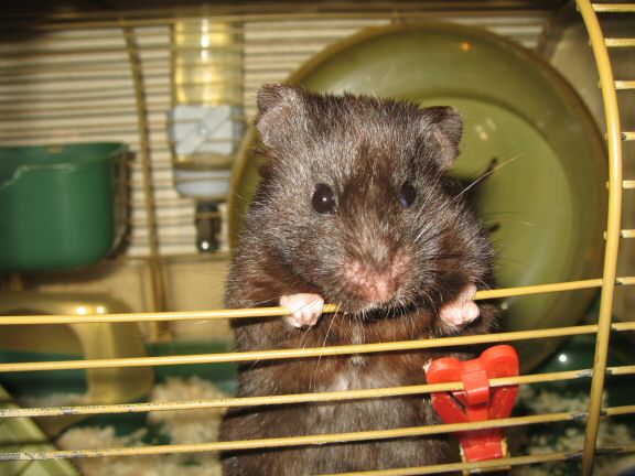 Water Consumption-Issues with my hamster Lucy.